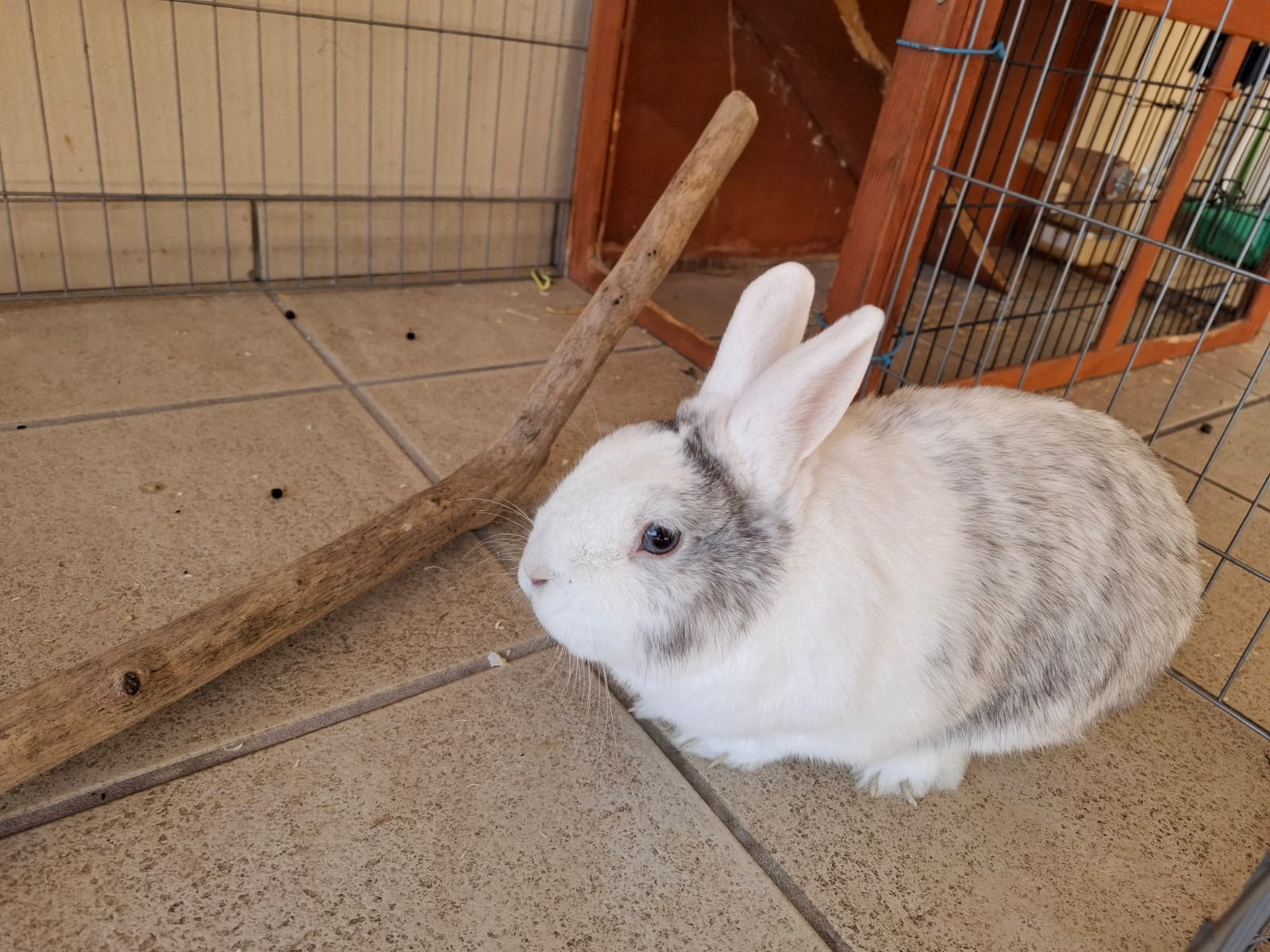 HarryLapin